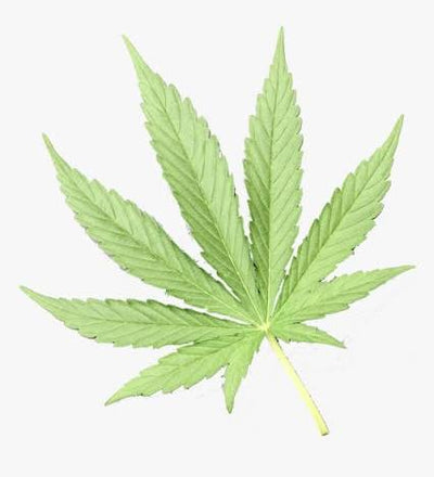 Hemp