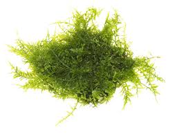 Moss