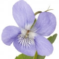 Sweet Violet