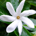 Tiaré Flower