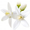 Solar Blossom