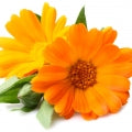 Orange Flower