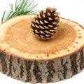 Cedar 